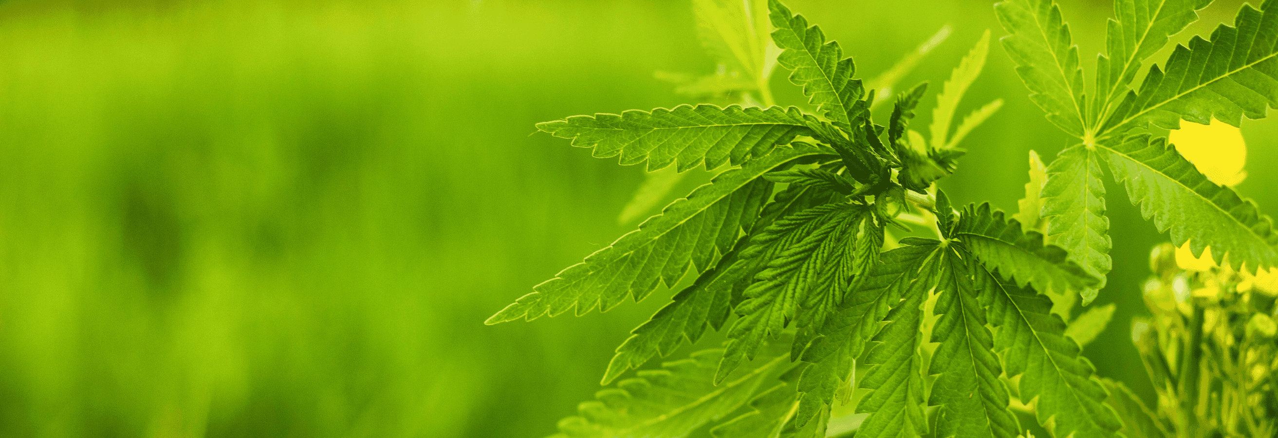 grüne Cannabis Pflanze auf Feld 