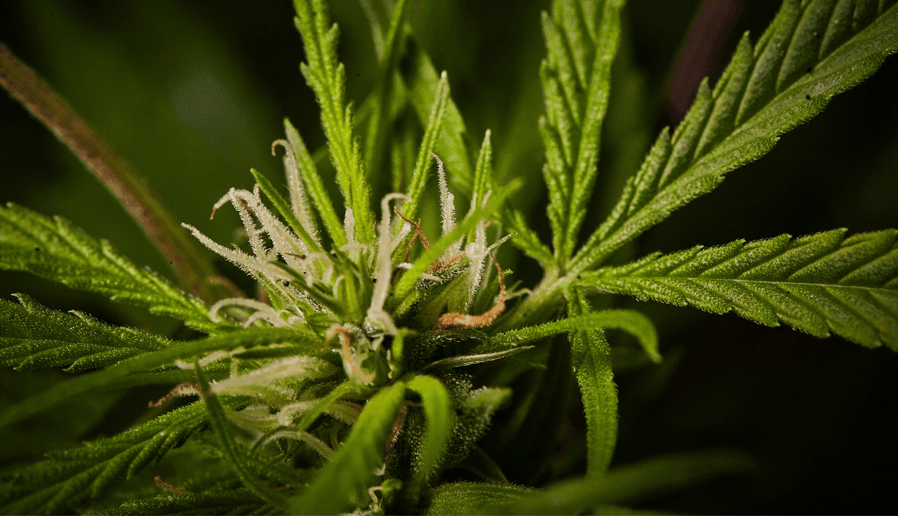 Cannabisspflanze Nahaufnahme