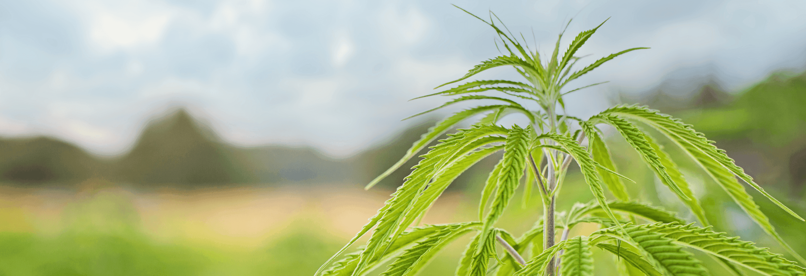 grüne Cannabis Pflanze auf Feld